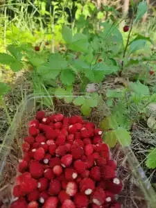 Круиз Вилладж - 45