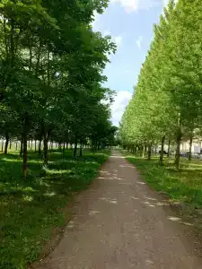 Моне - 31