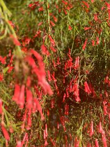 Celeste Bella Luxury & Spa - 32