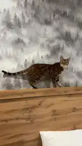 Петровский Лес - 4