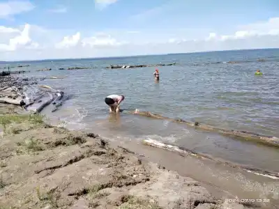 Сосны - 26