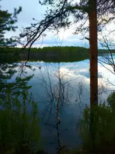 Кица ДСС - 36