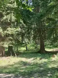 Forest Aura - 29