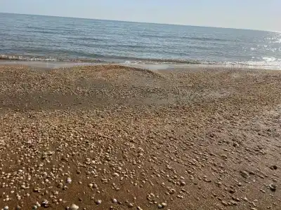 Золотой берег - 29