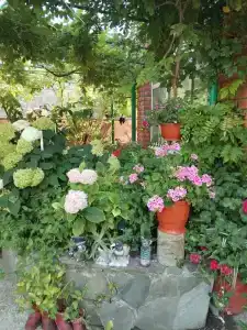 Абрикос - 16