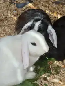 Bunny Park - 71