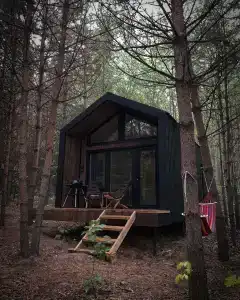 Сосны. Пространствие - 81