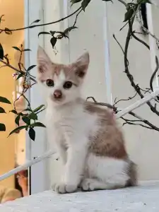 Pasha's Princess - Adult Only - 8