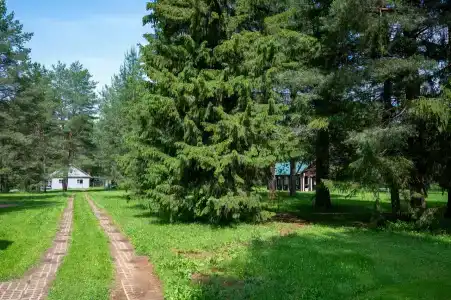 Сосновые шишки - 42