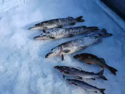 Compass Sosnovaya - 42