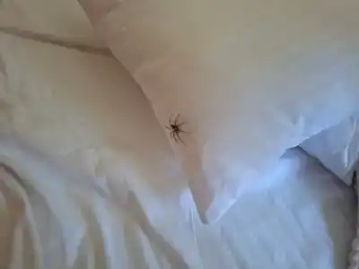 Извольте - 66