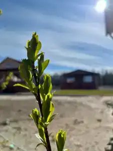 Мы-сЪ Онего - 46