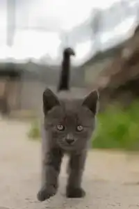 Аушигер Сити - 0