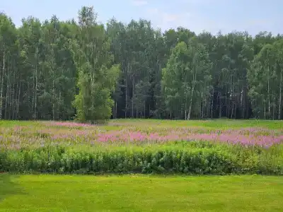 Добро и Лес - 78