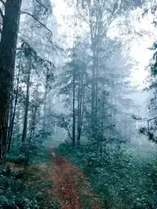 Магия леса - 1