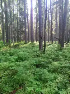Ковжа - 34