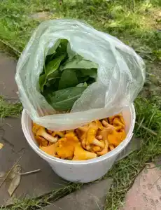 Романов дача - 22