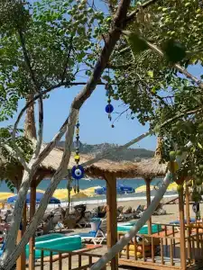 Rosella - 13