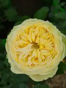 Кулаково - 45