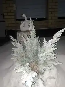 СоНата - 0