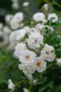 Аушигер Сити - 8