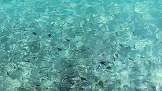 Albatros Aqua Vista Resort - 29