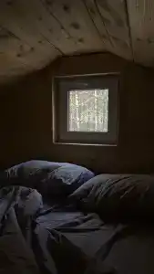 Сосны. Пространствие - 23