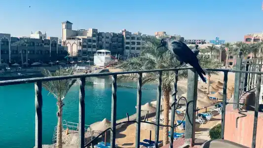 Sunny Days Palma De Mirette Resort & Spa - Families and couples only - 17