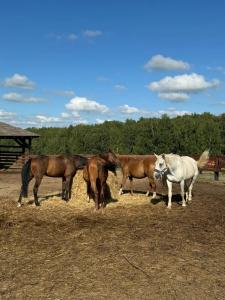 Капитанский Остров 57 - 85