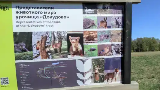 Каменюки - 51