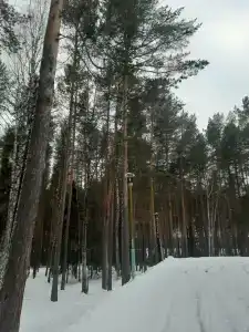 Ельничный - 7