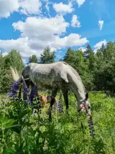 Круиз Вилладж - 47