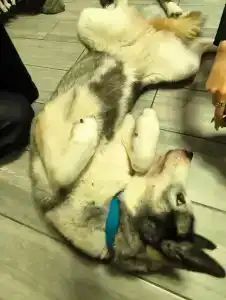 Хаски Кэмп - 8