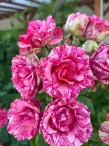 Зефир - 11