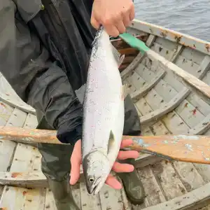 Кузомень - 4