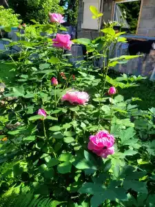 Медвежья берлога - 10