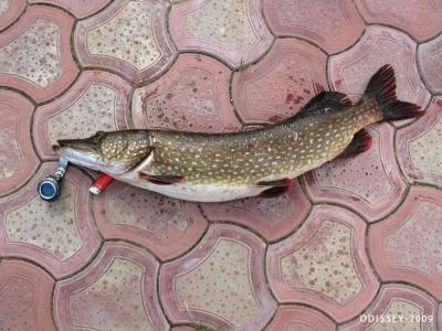 Заповедный край - 95