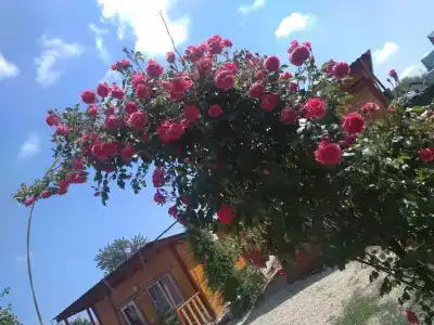 Володин - 3