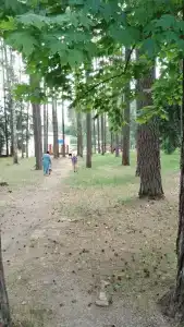 ЗиД - 36