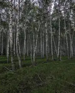 Betula - 1