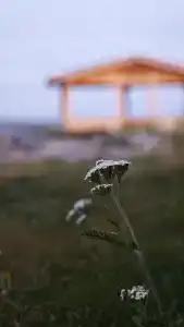 Кедр Грасс Белое Море - 55