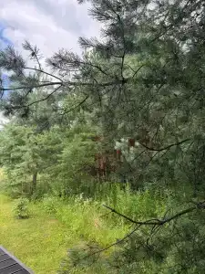 Белистрел - 39
