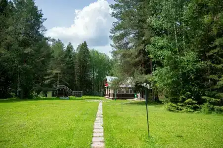Сосновые шишки - 36