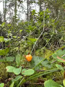 Кедр Грасс Белое Море - 46