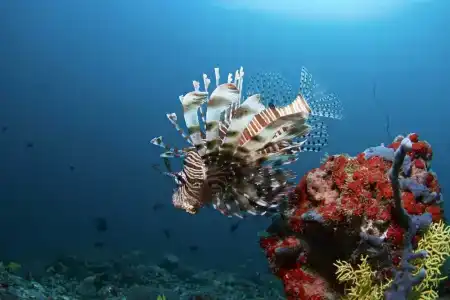 Biyadhoo Island Resort - 6