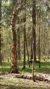 Велесов хутор - 12