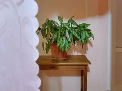 Алла-Рома - 71