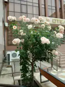 Каспий - 25