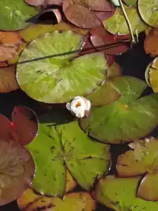 Тихий Причал - 87