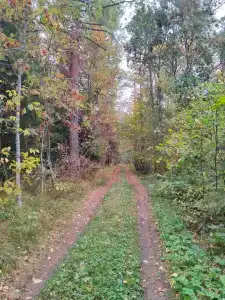 Forest Park - Tiny House - 30